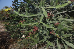 Euphorbia antiquorum